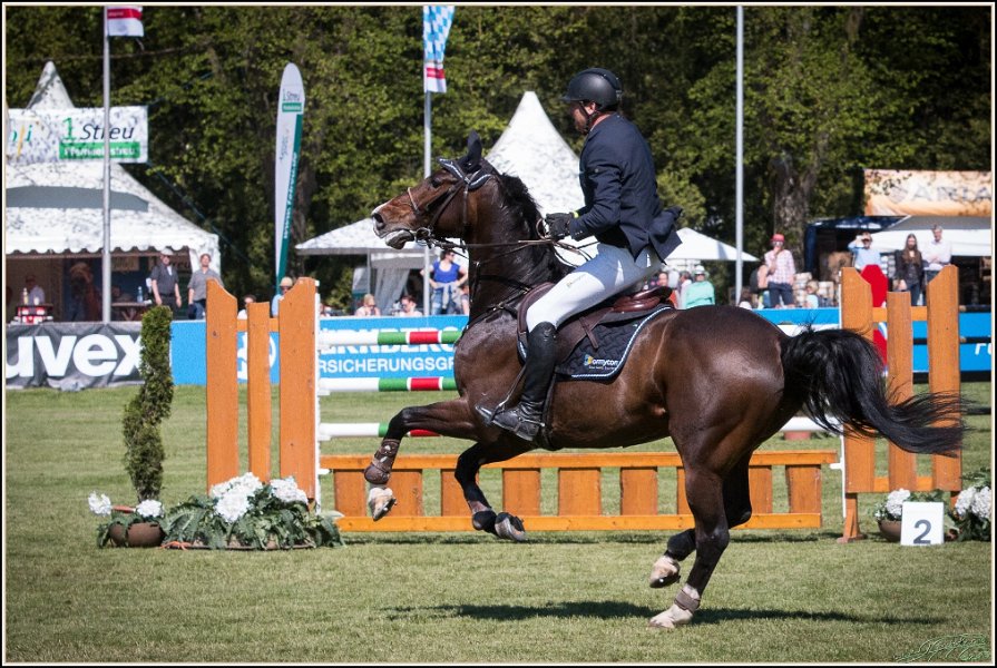 Pferd International 217